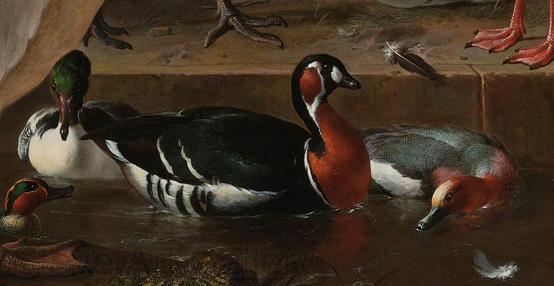 HONDECOETER, Melchior d A Pelican and Other Birds Near a Pool, known as 'The Floating Feather' Germany oil painting art